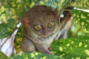 The Philippine Tarsier is one of the smallest primates on earth.
