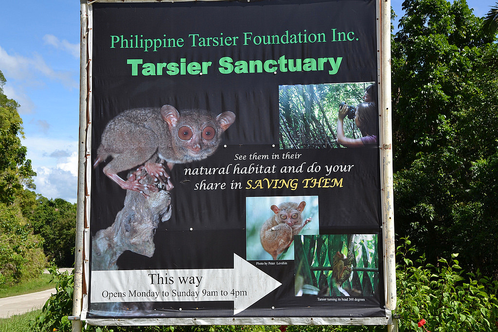 Philippine Tarsier And Wildlife Sanctuary Corella, Bohol, Philippines! 003