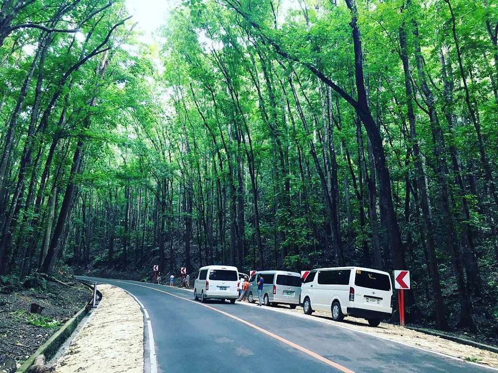 Loboc Bilar Man Made Forest Bohol Philippines Tourist Attraction 0003