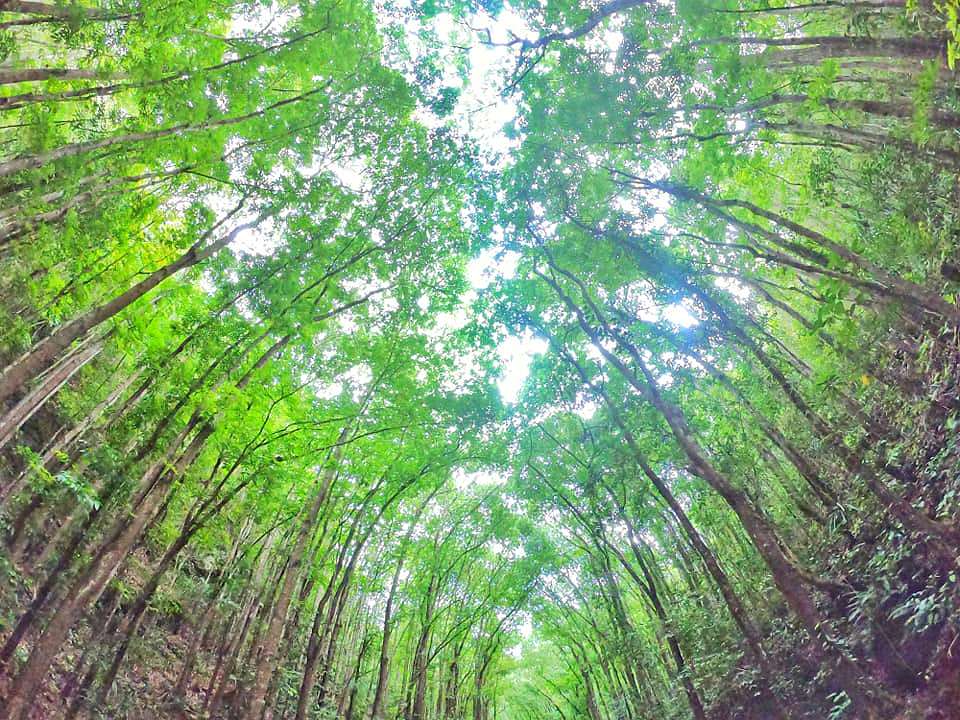 Loboc Bilar Man Made Forest Bohol Philippines Tourist Attraction 0004
