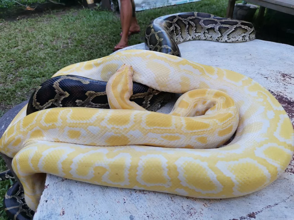 Bohol Native Python And Wildlife Park Alburquerque004