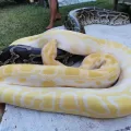Bohol Native Python And Wildlife Park Alburquerque004