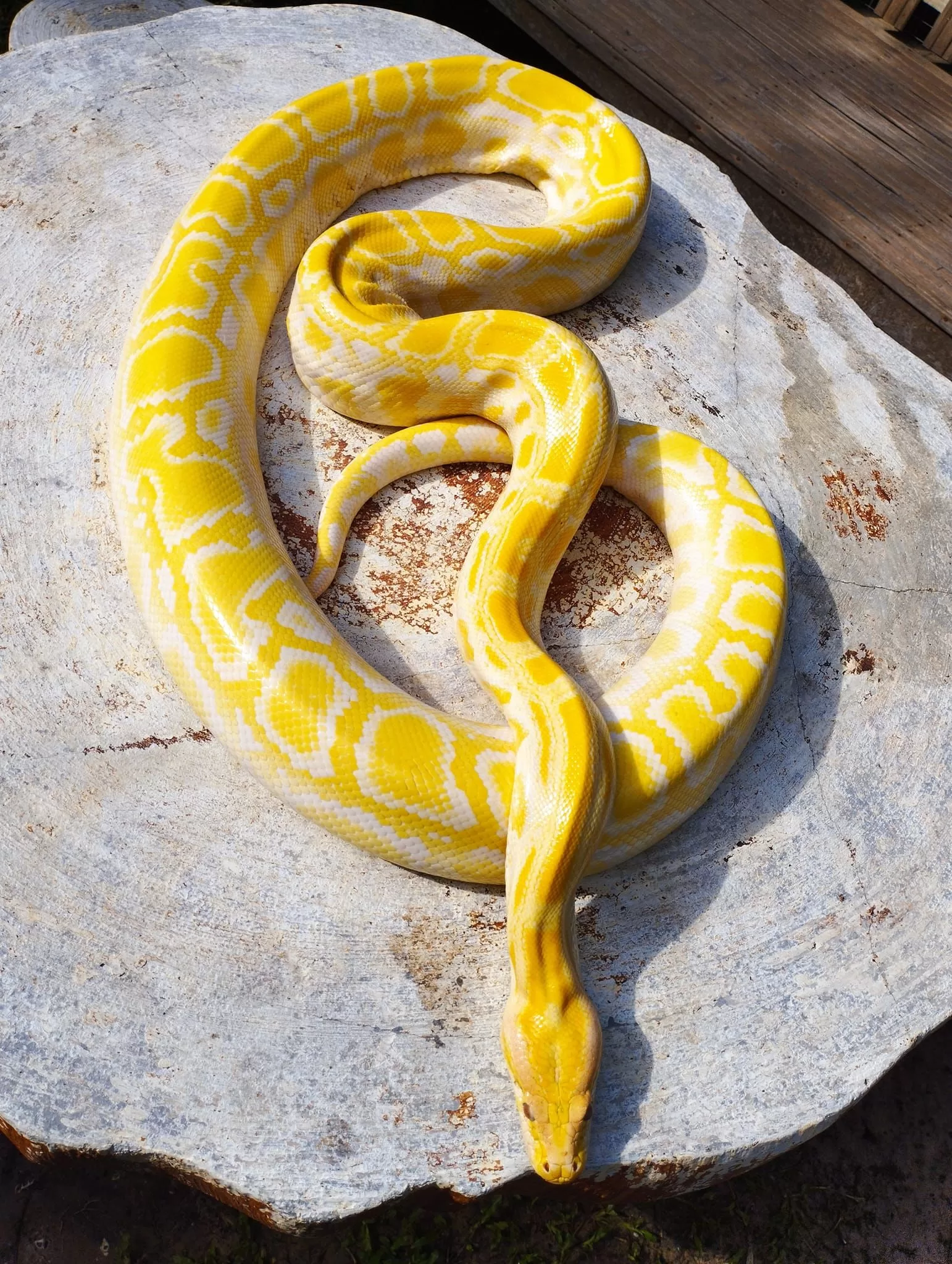 Bohol Native Python And Wildlife Park Alburquerque006
