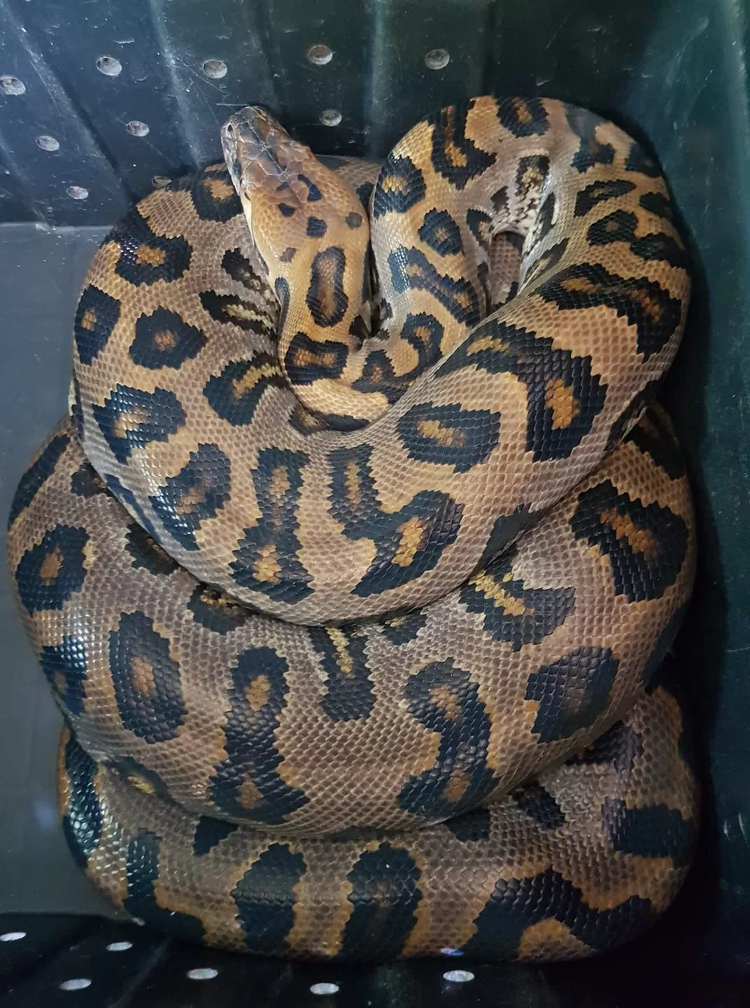 Bohol Native Python And Wildlife Park Alburquerque007